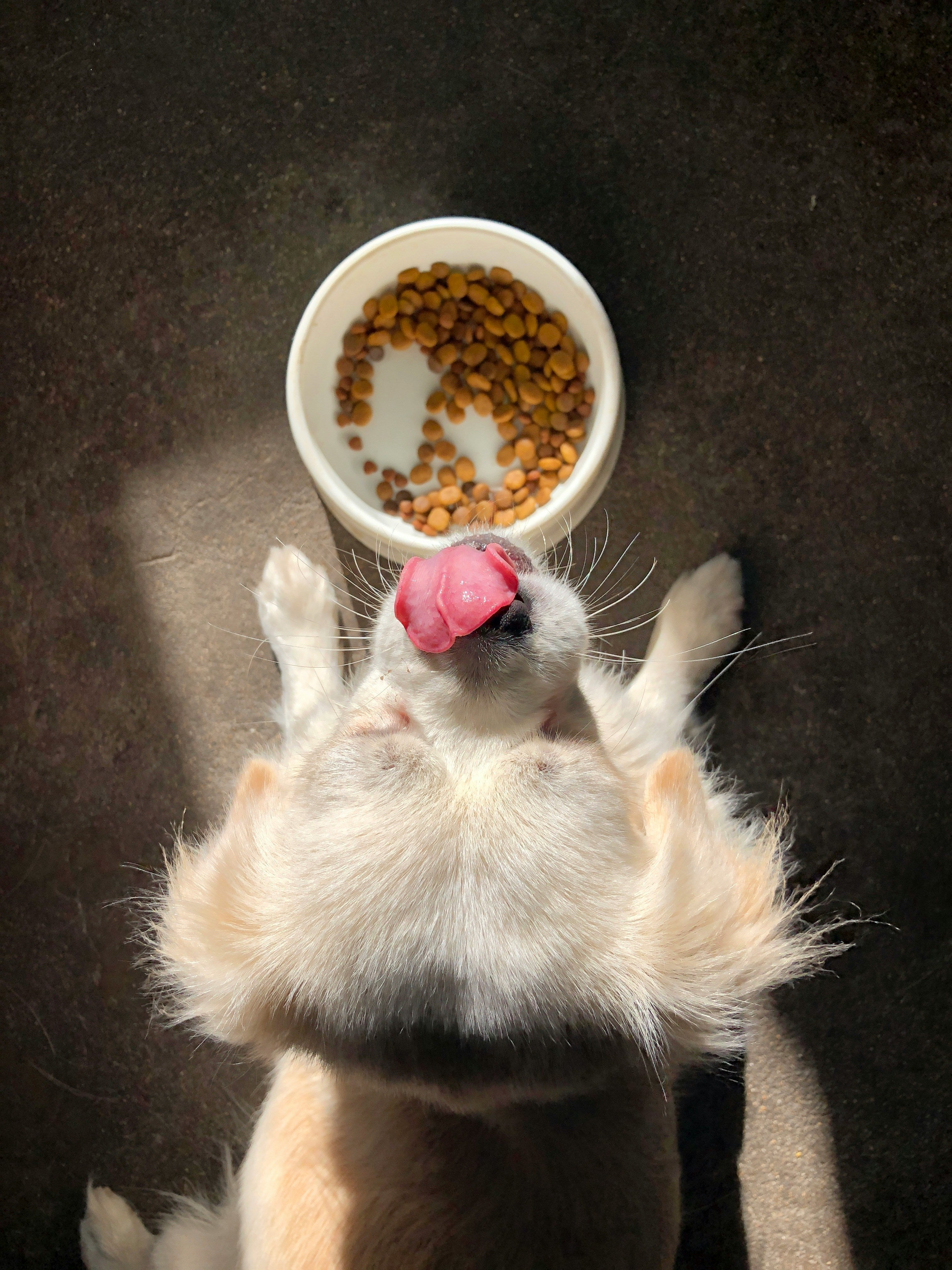 Pet Food